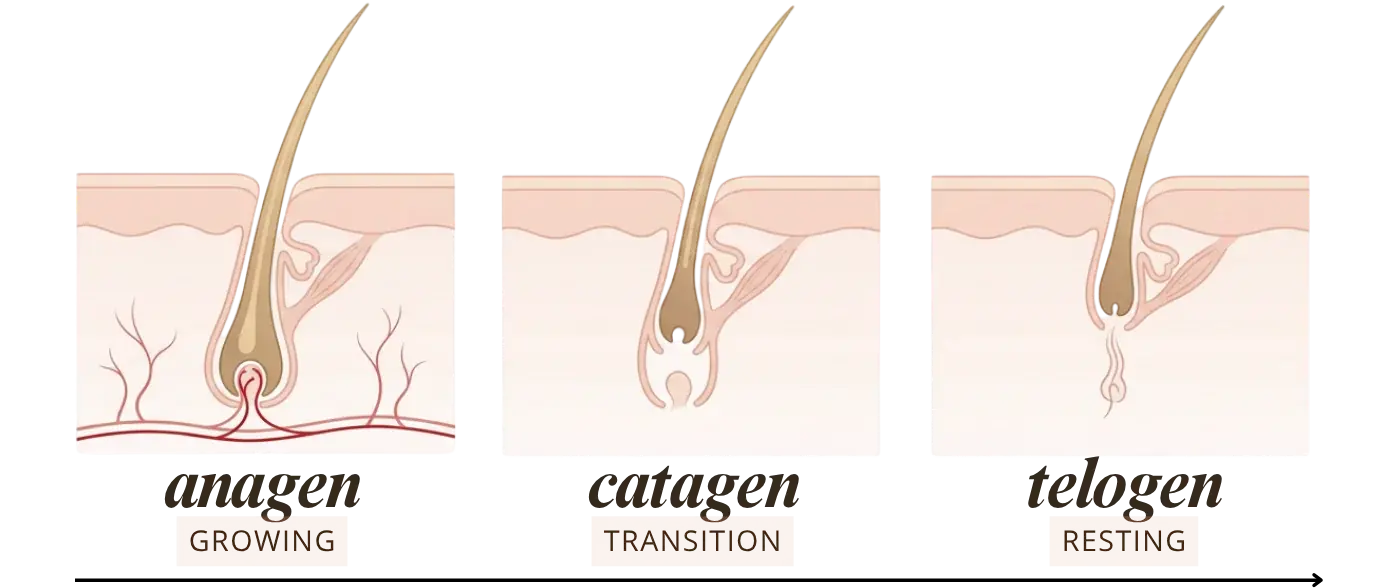 Anagen, catagen and telogen phases of the hair cycle